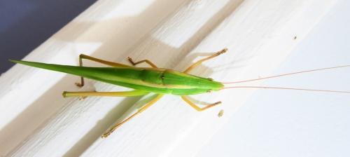 Conocephalinae